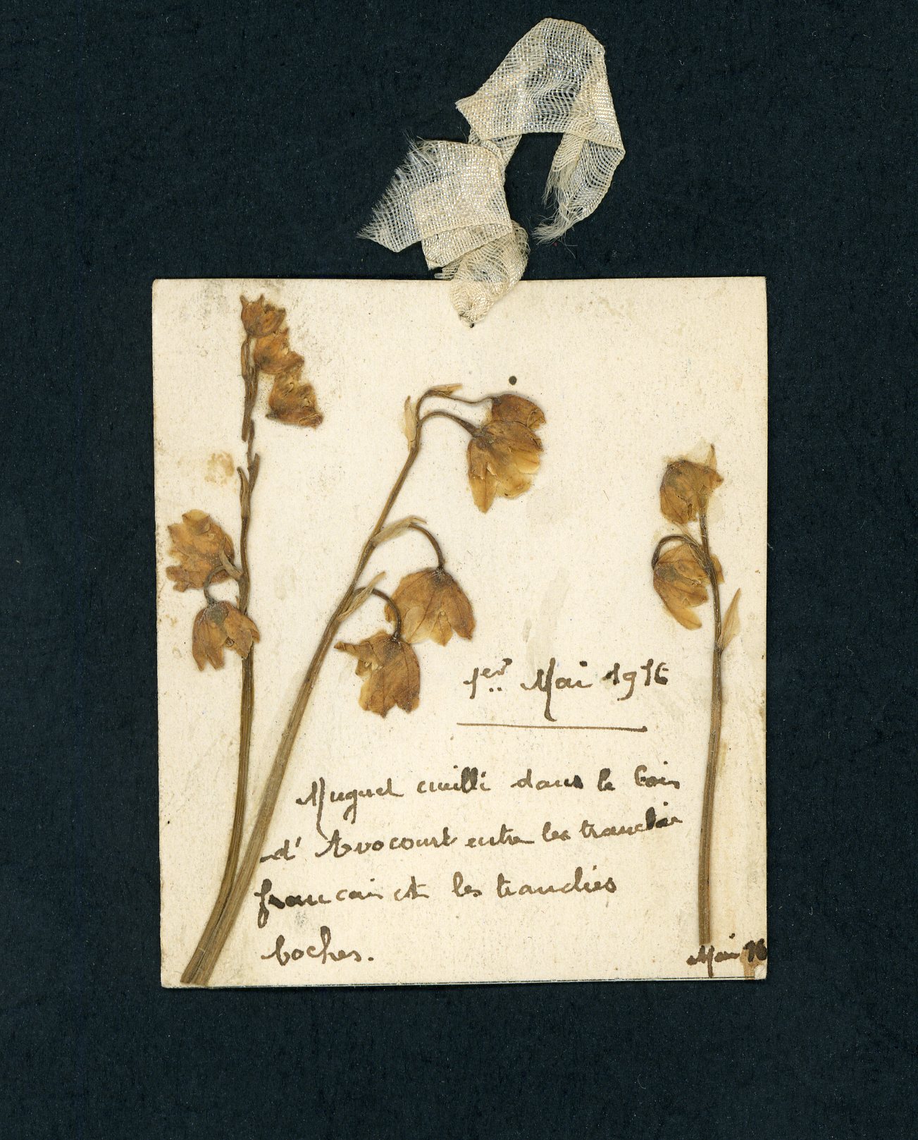 Carte avec brin de muguet. Carte postale de Maurice Leroy, 83e RI. 1er mai 1916. Archives nationales, 700AP/3/PA_081