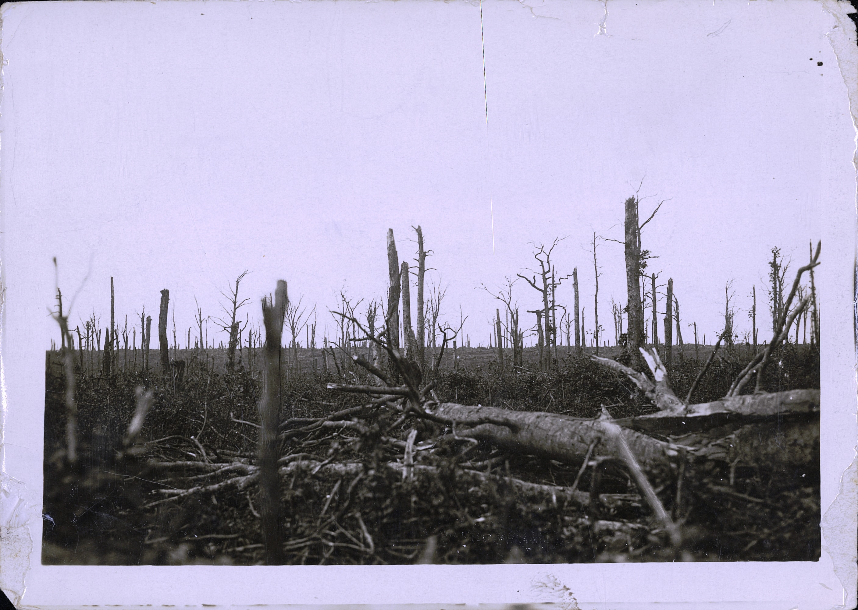 Forêt de Bois-le-Prêtre (Meurthe-et-Moselle) dévastée. Photographie d'Alfred Niolet, 369e RI. 1915. Archives nationales, 700AP/5/PA_114